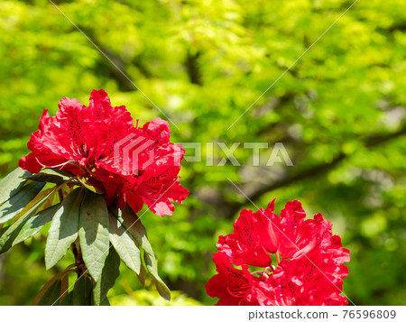 情感泉門鎮周邊風景：美麗的杜鵑花和清新的綠色 76596809