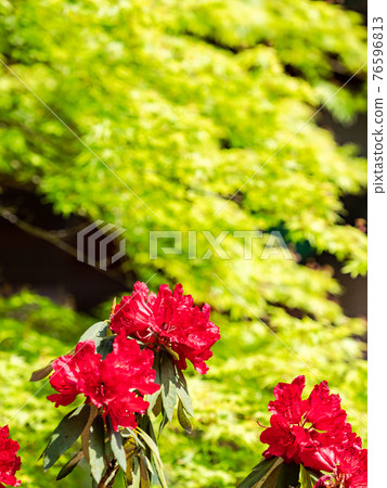 情感泉門鎮周邊風景：美麗的杜鵑花和清新的綠色 76596813