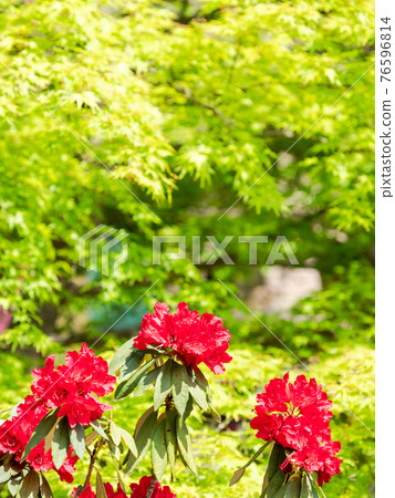 情感泉門鎮周邊風景：美麗的杜鵑花和清新的綠色 76596814