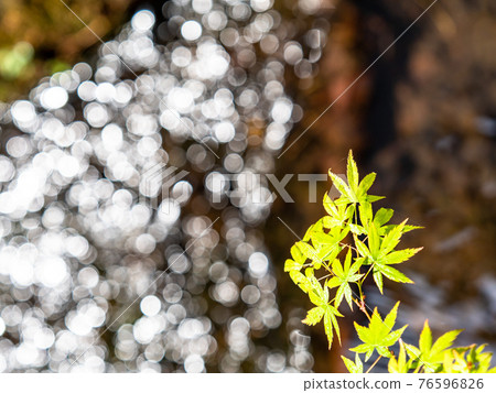 情趣泉門鎮周邊風景：晨曦照耀下的水面和鮮綠的楓葉 76596826