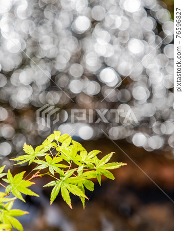 情趣泉門鎮周邊風景：晨曦照耀下的水面和鮮綠的楓葉 76596827