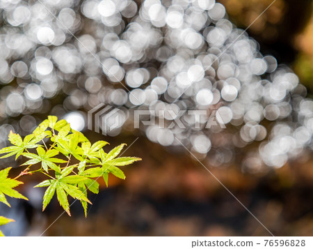 情趣泉門鎮周邊風景：晨曦照耀下的水面和鮮綠的楓葉 76596828