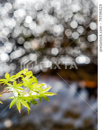 情趣泉門鎮周邊風景：晨曦照耀下的水面和鮮綠的楓葉 76596829