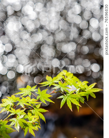情趣泉門鎮周邊風景：晨曦照耀下的水面和鮮綠的楓葉 76596830
