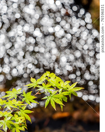 情趣泉門鎮周邊風景：晨曦照耀下的水面和鮮綠的楓葉 76596831