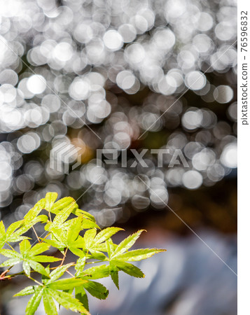 情趣泉門鎮周邊風景：晨曦照耀下的水面和鮮綠的楓葉 76596832