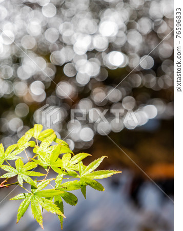情趣泉門鎮周邊風景：晨曦照耀下的水面和鮮綠的楓葉 76596833