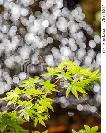 情趣泉門鎮周邊風景：晨曦照耀下的水面和鮮綠的楓葉 76596834