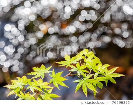 情趣泉門鎮周邊風景：晨曦照耀下的水面和鮮綠的楓葉 76596835