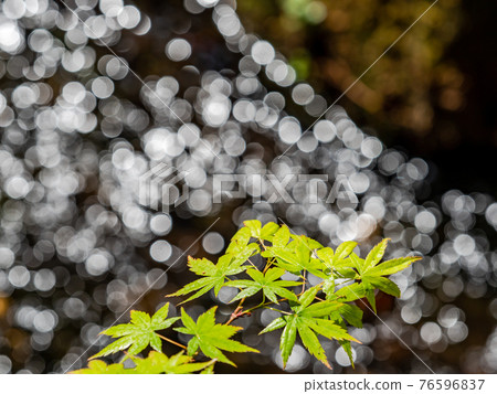 情趣泉門鎮周邊風景：晨曦照耀下的水面和鮮綠的楓葉 76596837