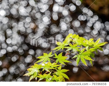 情趣泉門鎮周邊風景：晨曦照耀下的水面和鮮綠的楓葉 76596838