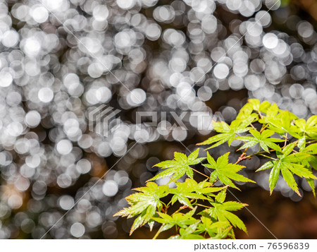情趣泉門鎮周邊風景：晨曦照耀下的水面和鮮綠的楓葉 76596839