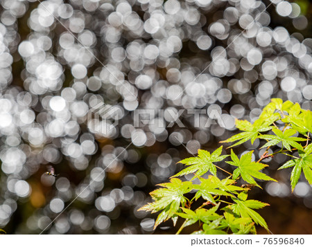 情趣泉門鎮周邊風景：晨曦照耀下的水面和鮮綠的楓葉 76596840