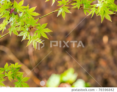 情趣泉門鎮周邊風景：晨曦照耀下的水面和鮮綠的楓葉 76596842