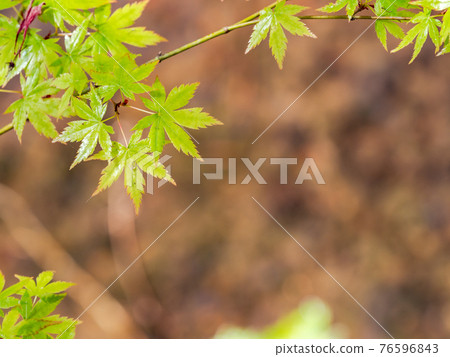 情趣泉門鎮周邊風景：晨曦照耀下的水面和鮮綠的楓葉 76596843