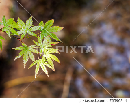 情趣泉門鎮周邊風景：晨曦照耀下的水面和鮮綠的楓葉 76596844