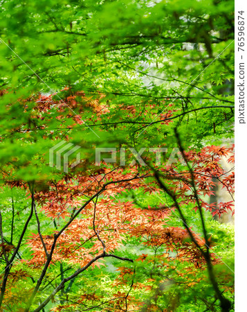 情色泉門鎮周邊風光：美麗清新的綠楓與紅楓對比 76596874