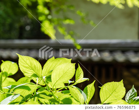 情色春門鎮周邊風景，晨光下的嫩葉 76596875