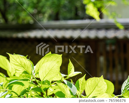 情色春門鎮周邊風景，晨光下的嫩葉 76596876