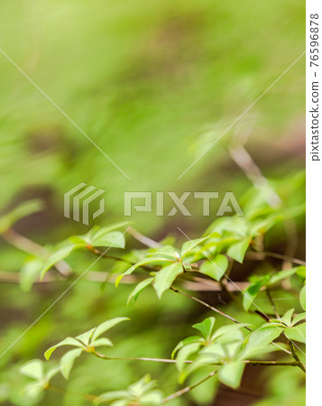 感情泉門鎮周邊風景，清新綠意 76596878