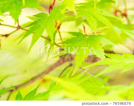 情色泉門鎮周邊風景，鮮綠楓葉 76596879