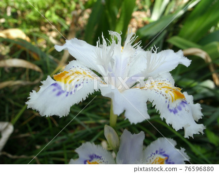 Butterflies blooming in full bloom from the side Butterflies blooming in full bloom from the side 76596880