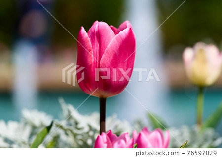 Tulip 76597029