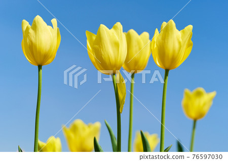 Yellow tulip Yellow tulip 76597030