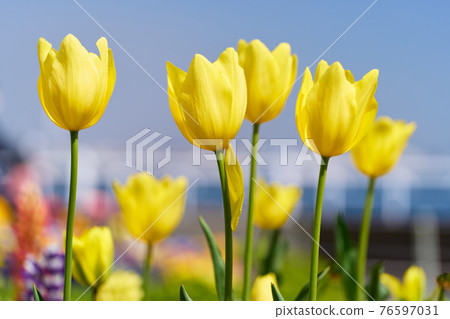 Tulip 76597031