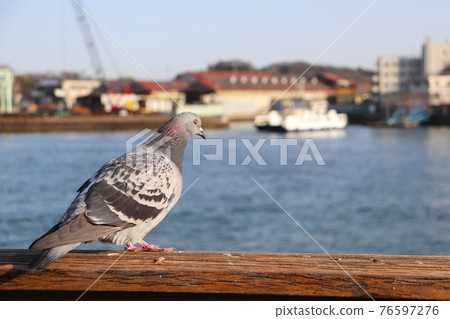 Pigeons in the Seto Inland Sea Pigeons in the Seto Inland Sea 76597276