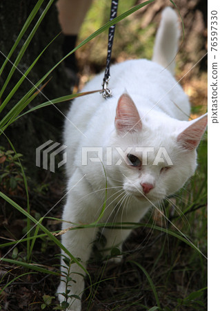 white cat with one eye on the walk 76597330