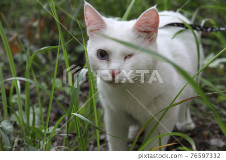 white cat with one eye on the walk 76597332
