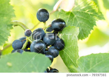 Blue grapes (Vitis vinifera) in a wineyard 76597381