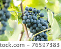 Blue grapes (Vitis vinifera) in a wineyard 76597383