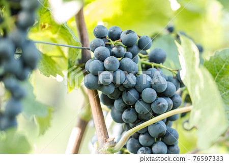 Blue grapes (Vitis vinifera) in a wineyard 76597383