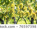 White grapes (Vitis vinifera) in a wineyard 76597398