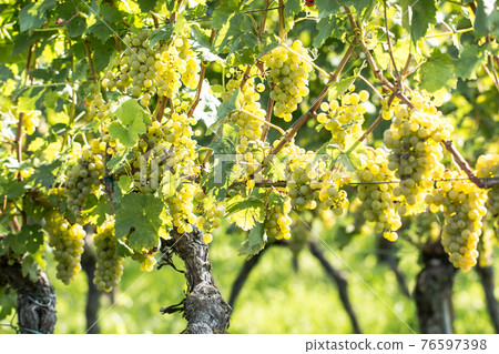 White grapes (Vitis vinifera) in a wineyard 76597398