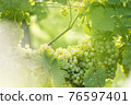 White grapes (Vitis vinifera) in a wineyard 76597401