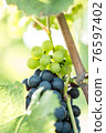 Blue and white grapes (Vitis vinifera) in a wineyard 76597402