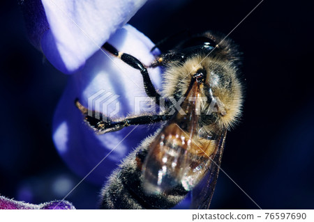 Bee pollinating a purple flower macro photography 76597690