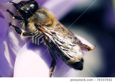 Bee pollinating a purple flower macro photography 76597692