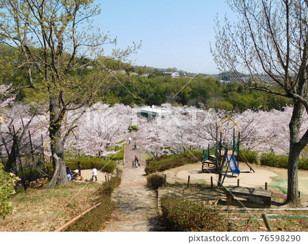 Settsukyo Park where cherry blossoms bloom (taken in March 2021 in Takatsuki City, Osaka Prefecture) Settsukyo Park where cherry blossoms bloom (taken in March 2021 in Takatsuki City, Osaka Prefecture) 76598290