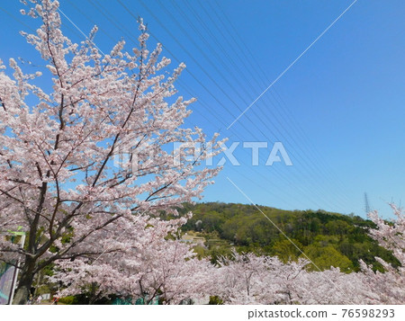 Settsukyo Park where cherry blossoms bloom (taken in March 2021 in Takatsuki City, Osaka Prefecture) 76598293