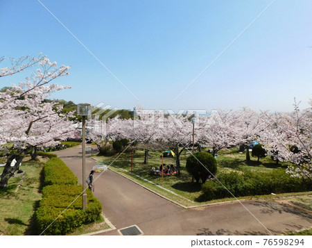 櫻花盛開的攝津公園（2021年3月攝於大阪府高月市） 76598294