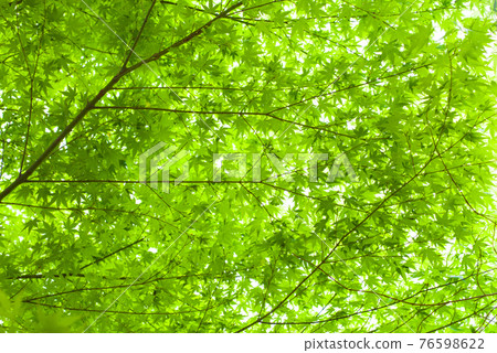 Fresh green image [blue maple] 76598622