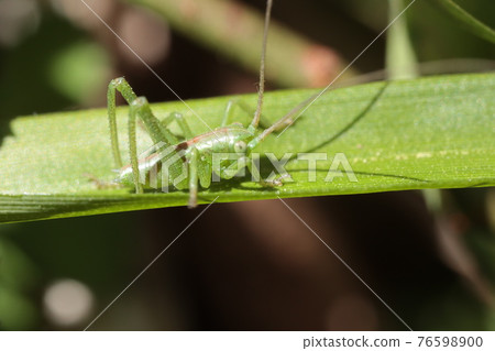 Yabkiri幼蟲 Yabkiri幼蟲 76598900