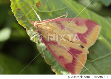 Yugu Monogaiga Yugu Monogaiga 76598905