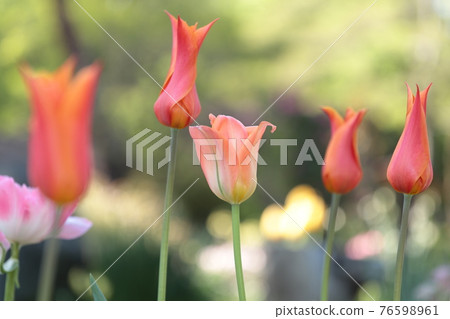 Tulip 76598961
