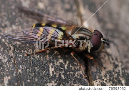 Eupeodes? Eupeodes? 76598962