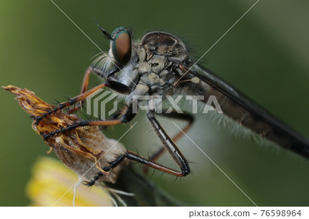 Magarell cedar Magarell cedar 76598964